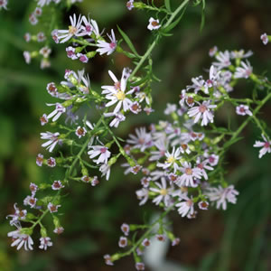 Aster drummondii